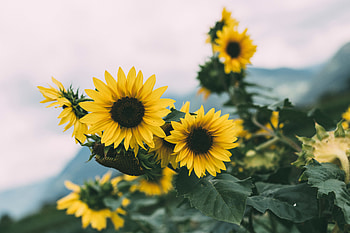 Flowers, Plant, Bloom, Flowering, Sunflower HD wallpaper