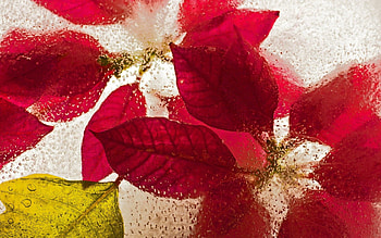 Flowers, Ice, Drops, Macro HD wallpaper