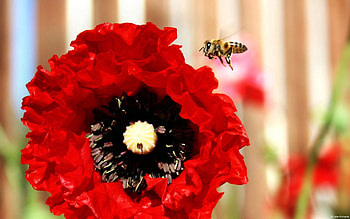 Flower, Macro, Bee, Poppy HD wallpaper