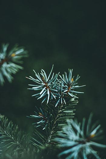 Pine, Macro, Branch, Needles HD phone wallpaper