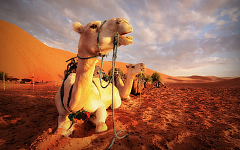 Sahara Desert, Camels HD wallpaper