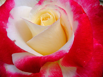 Another lovely rose for Carol, plants, soft, nice, rose, delicate, pretty, blossoms, bud, nature, flowers, blooms, lovely HD wallpaper