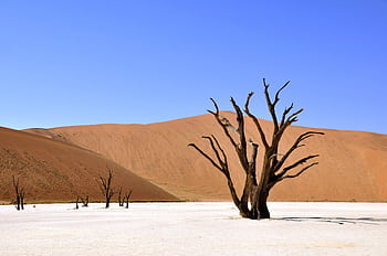 A breathtaking view of Deadvlei desert featuring iconic dead trees against dunes and blue sky. HD wallpaper