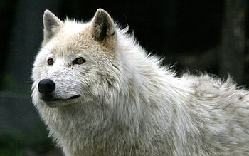Animals, Wolfs HD wallpaper
