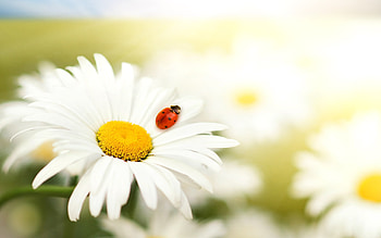 Insects, Ladybugs HD wallpaper