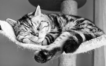 Animals, Cat, To Lie Down, Lie, Striped, Bw, Chb, Sleep, Dream HD wallpaper