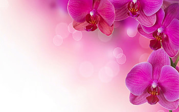 Orchids, pini, orchid, pink, flower, card HD wallpaper