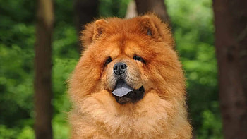 Chow Chow origin, Characteristics, Temperament HD wallpaper