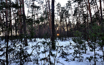 Landscape, Winter, Nature, Trees HD wallpaper