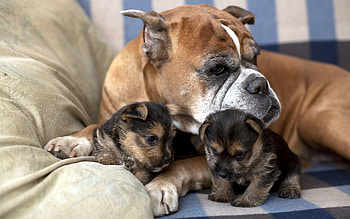 Animals, To Lie Down, Lie, Dog, Family, Care, Puppies HD wallpaper