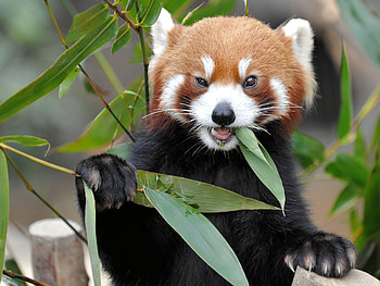 Animals, Grass, Fox, Panda, Fiery, Eat HD wallpaper