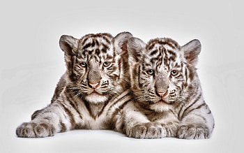 Animals, Young, Couple, Pair, Muzzle, Cubs, Tiger Cubs HD wallpaper