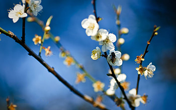 White flowers, Bee's companions, Floral beauty, blossoms HD wallpaper