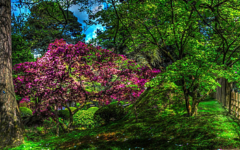 Tatton Hall,England, shurbs, trees, nature, flowers, herbs, park, england HD wallpaper