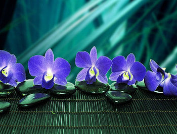 Harmony, blue, floral, nice, delicate, pretty, hop, green, flowers, spa, lovely HD wallpaper