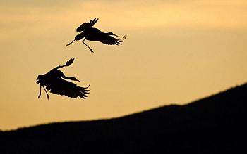 Animals, Birds, Sky, Couple, Pair, Silhouettes, Slope, Stork HD wallpaper