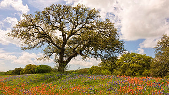 Bluebonnets Paintbrush and An Old Oak Tree - Texas Hill Country, wildflowers, clouds, landscape, sky, usa HD wallpaper