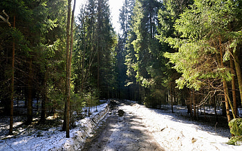 Nature, Grass, Snow, Road, Forest, Mud, Dirt HD wallpaper
