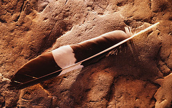 Feather, , abstract HD wallpaper