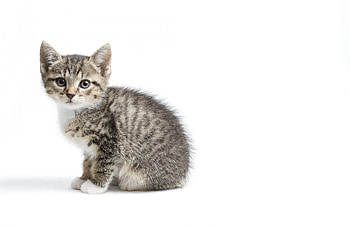 Kitten, pisica, animal, white, cute, cat HD wallpaper