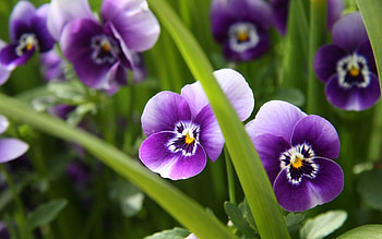 Flowers, Pansies, Close-Up, Spring HD wallpaper