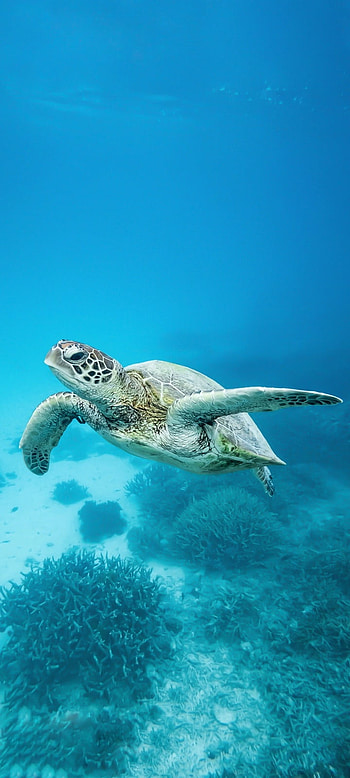 Sea turtle, deep, ocean, beach, water HD phone wallpaper