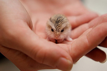 TEENY TINY, minute, small, teeny, tiny HD wallpaper
