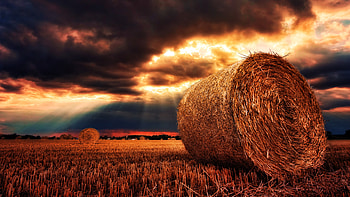 Harvested Wheat Field During Sunset Silhouette Background Nature HD wallpaper