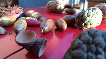 Acorn , Background HD wallpaper