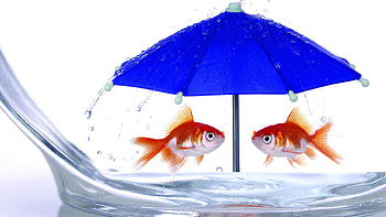 :-), blue, umbrella, golden, rain, orange, summer, creative, fantasy, funny, fish, water HD wallpaper