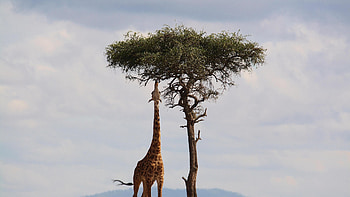 Giraffe at full stretch HD wallpaper