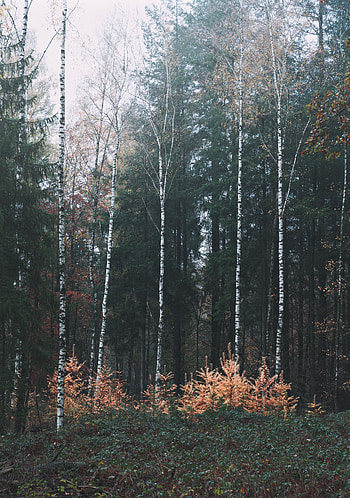 Nature, Trees, Forest, Fog HD phone wallpaper
