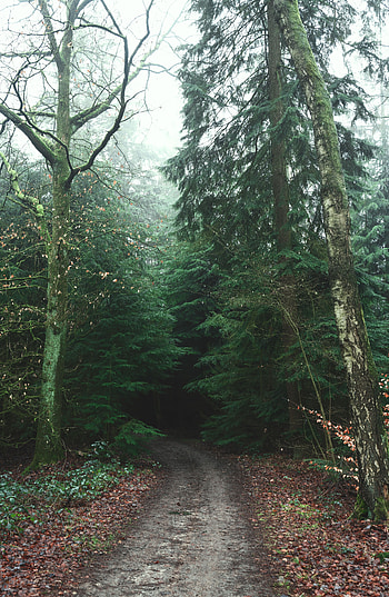 Nature, Trees, Road, Forest, Fog HD phone wallpaper