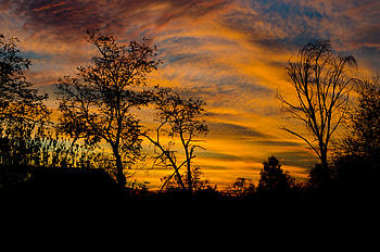 Trees, Sunset, Twilight, Dark, Silhouettes, Dusk HD wallpaper