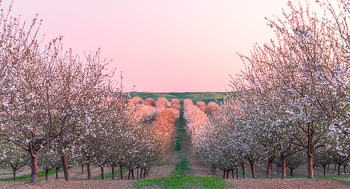 Cherry-Blossom-Garden, nature, Blossom, Cherry, Garden HD wallpaper