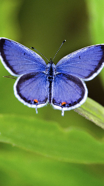 Blue Butterfly, Wonderful Aesthetic, Background HD phone wallpaper