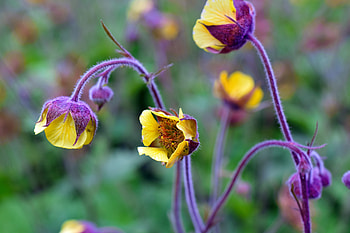 Flowers, Flower, Petals, Blur, Smooth, Buds HD wallpaper