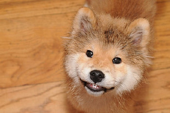 Adorable Smiling Puppy, puppy, adorable, shiba, doggie HD wallpaper