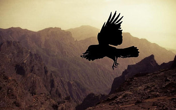 Corvid, wild animals, , wild, wildlife, animals, birs, nature, wilderness HD wallpaper