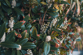 Flowers, Bush, Plant HD wallpaper