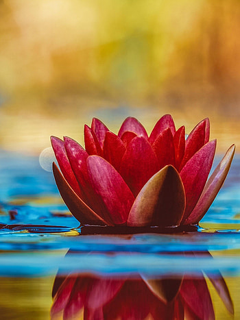 Nature, water lily HD phone wallpaper