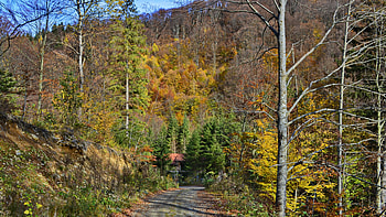 Autumn 5, niceplace, autumn, forest, path HD wallpaper