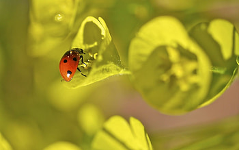 Grass, Leaves, Plant, Macro, Ladybird, Ladybug HD wallpaper