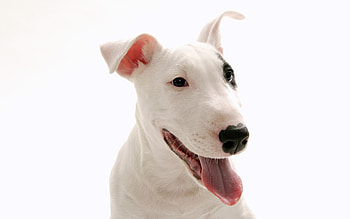 I am happy!!!!!!!!, dog, animal, sweet, puppy HD wallpaper