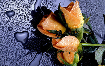 Plants, Flowers, Roses, Drops HD wallpaper