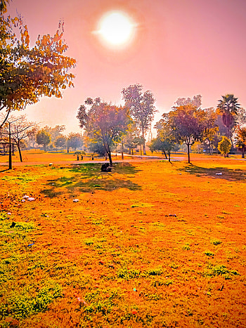 Son very nice, park nature walpeper HD phone wallpaper