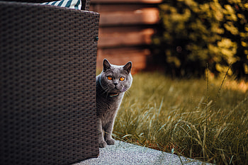 Animals, Cat, Curiosity, Peek Out, Look Out, Briton HD wallpaper