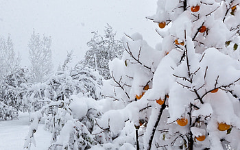 Nature, Trees, Snow, Peaches, Cover, Weather, Anomaly HD wallpaper