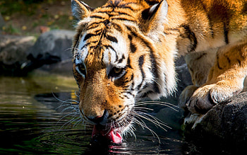 Animals, Tigers HD wallpaper