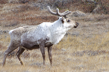 Caribou, Rangifer tarandus, Wildlife observation, Species documentation HD wallpaper